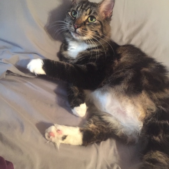 Meet your Posher, Anna - Picture 2 of 5